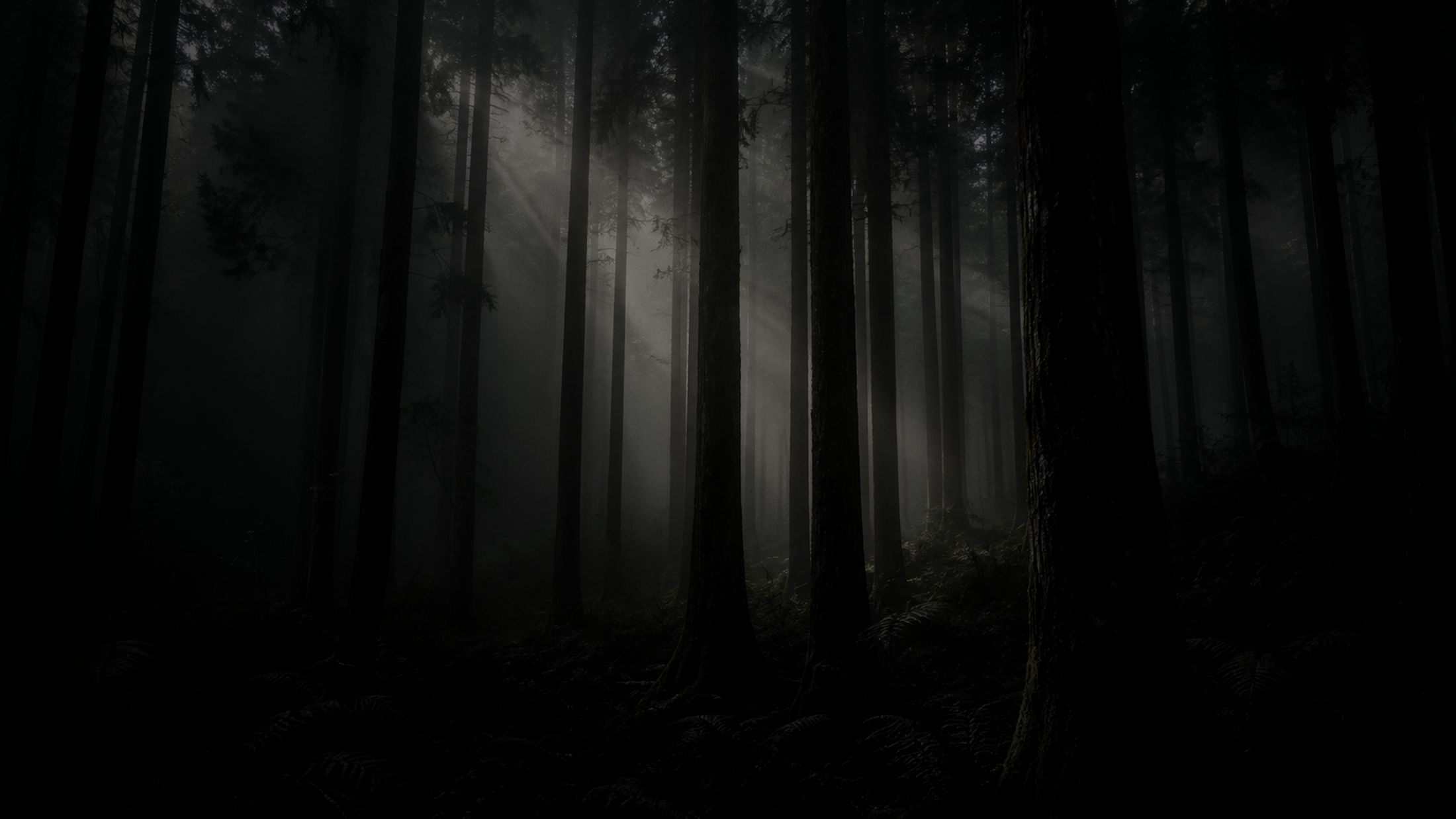 Cryptomeria forest, Sao Miguel