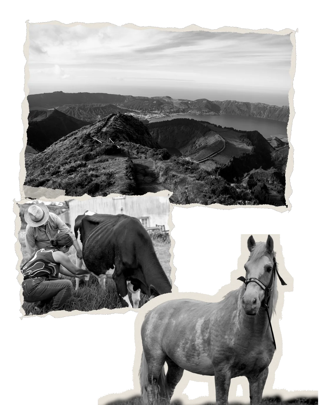 Paisagem de São Miguel, ordenha e um cavalo da Quinta das Raiadas